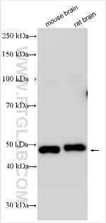 CD229/SLAMF3 Antibody in Western Blot (WB)