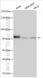 NUAK2 Antibody in Western Blot (WB)