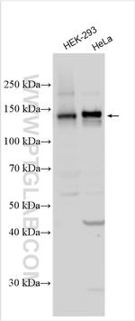 PTPRS Antibody in Western Blot (WB)