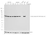 Rabbit anti-Chicken IgY (H+L) Secondary Antibody, Biotin