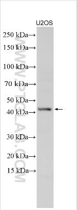 PDE4B Antibody in Western Blot (WB)