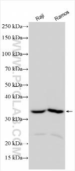 STAP1 Antibody in Western Blot (WB)