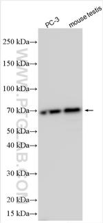 NT5DC2 Antibody in Western Blot (WB)