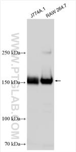 CD11b Antibody in Western Blot (WB)