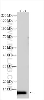 HBG2 Antibody in Western Blot (WB)