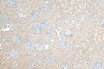 Osteoprotegerin/TNFRSF11B Antibody in Immunohistochemistry (Paraffin) (IHC (P))