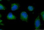 ENGASE Antibody in Immunocytochemistry (ICC/IF)
