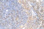 ENGASE Antibody in Immunohistochemistry (Paraffin) (IHC (P))