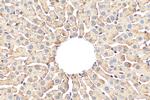 PON3 Antibody in Immunohistochemistry (Paraffin) (IHC (P))