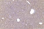 PON3 Antibody in Immunohistochemistry (Paraffin) (IHC (P))