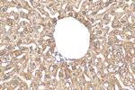 PON3 Antibody in Immunohistochemistry (Paraffin) (IHC (P))