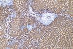 PON3 Antibody in Immunohistochemistry (Paraffin) (IHC (P))