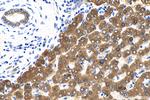 PON3 Antibody in Immunohistochemistry (Paraffin) (IHC (P))
