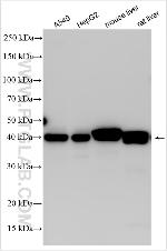 PON3 Antibody in Western Blot (WB)