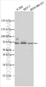 BRWD3 Antibody in Western Blot (WB)