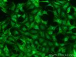 LIAT1 Antibody in Immunocytochemistry (ICC/IF)