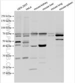 LIAT1 Antibody in Western Blot (WB)