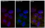 TTC9C Antibody in Immunocytochemistry (ICC/IF)