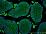 TTC9C Antibody in Immunohistochemistry (PFA fixed) (IHC (PFA))