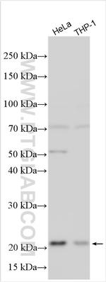 TTC9C Antibody in Western Blot (WB)