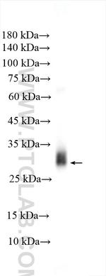Alpha-1-microglobulin Antibody in Western Blot (WB)