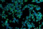 CD2 Antibody in Immunocytochemistry (ICC/IF)