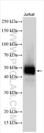 CD2 Antibody in Western Blot (WB)