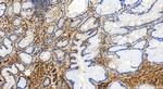 Serum amyloid P component Antibody in Immunohistochemistry (Paraffin) (IHC (P))