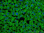 Serum amyloid P component Antibody in Immunohistochemistry (PFA fixed) (IHC (PFA))