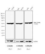 Goat anti-Rat IgG (H+L) Secondary Antibody, Biotin