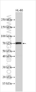 IK Antibody in Western Blot (WB)