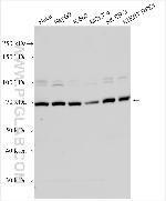 SYTL1 Antibody in Western Blot (WB)