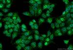 DNLZ Antibody in Immunocytochemistry (ICC/IF)
