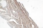 DNLZ Antibody in Immunohistochemistry (Paraffin) (IHC (P))