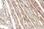DNLZ Antibody in Immunohistochemistry (Paraffin) (IHC (P))