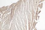 DNLZ Antibody in Immunohistochemistry (Paraffin) (IHC (P))