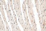 DNLZ Antibody in Immunohistochemistry (Paraffin) (IHC (P))