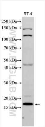DNLZ Antibody in Western Blot (WB)