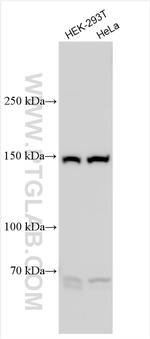 GPR158 Antibody in Western Blot (WB)
