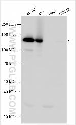 CEP104 Antibody in Western Blot (WB)