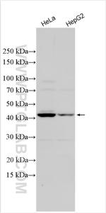 ACTG2 Antibody in Western Blot (WB)