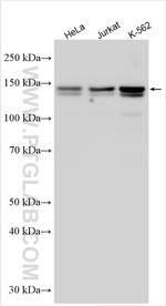RBM27 Antibody in Western Blot (WB)