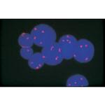 Avidin Antibody in Immunocytochemistry (ICC/IF)