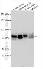 CD98 Antibody in Western Blot (WB)