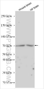 SLX4 Antibody in Western Blot (WB)