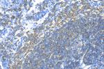 CD79a Antibody in Immunohistochemistry (Paraffin) (IHC (P))