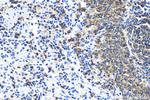 CD79a Antibody in Immunohistochemistry (Paraffin) (IHC (P))