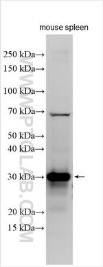 CD79a Antibody in Western Blot (WB)