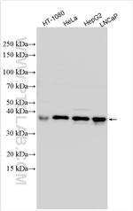 MTERF4 Antibody in Western Blot (WB)