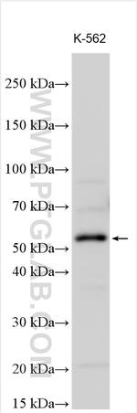 NTN3 Antibody in Western Blot (WB)